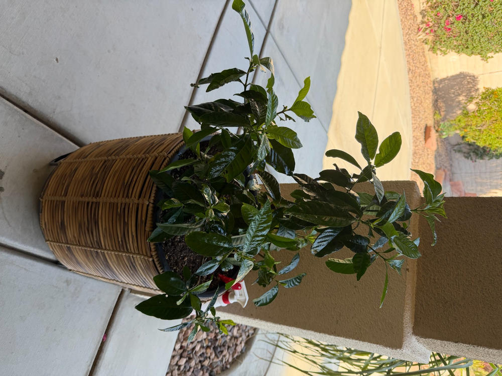 Liquid Fertilizer for Gardenias - Customer Photo From Bobbi Goldstein