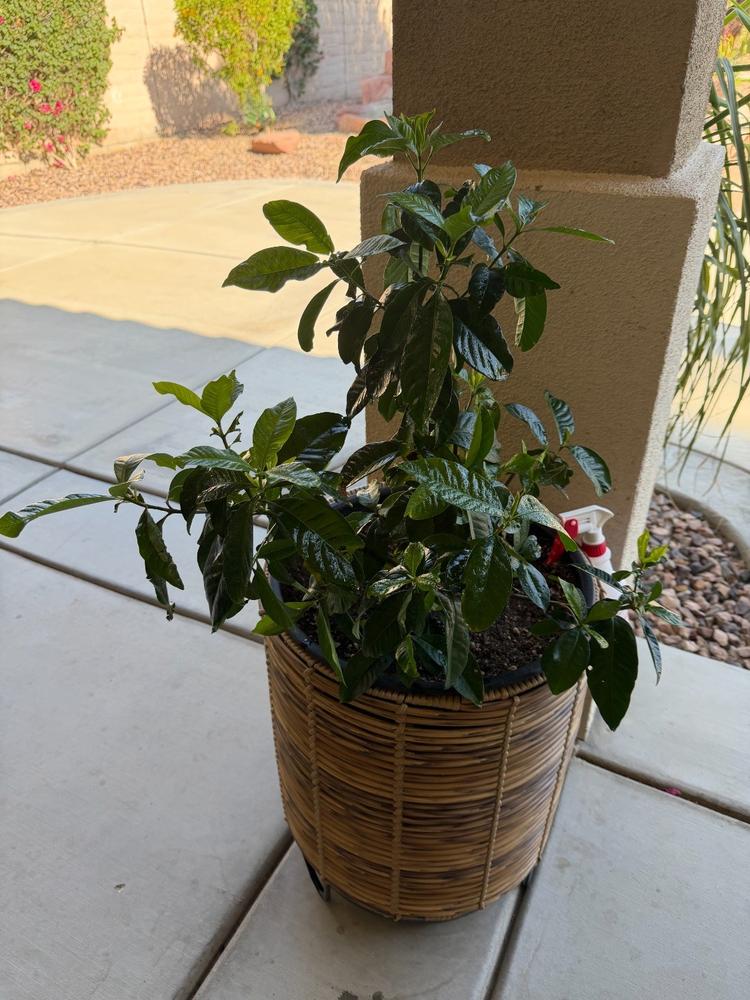 Liquid Fertilizer for Gardenias - Customer Photo From Bobbi Goldstein