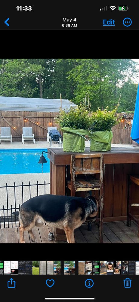 Abelia Kaleidoscope Shrub - Customer Photo From Amy Speaks