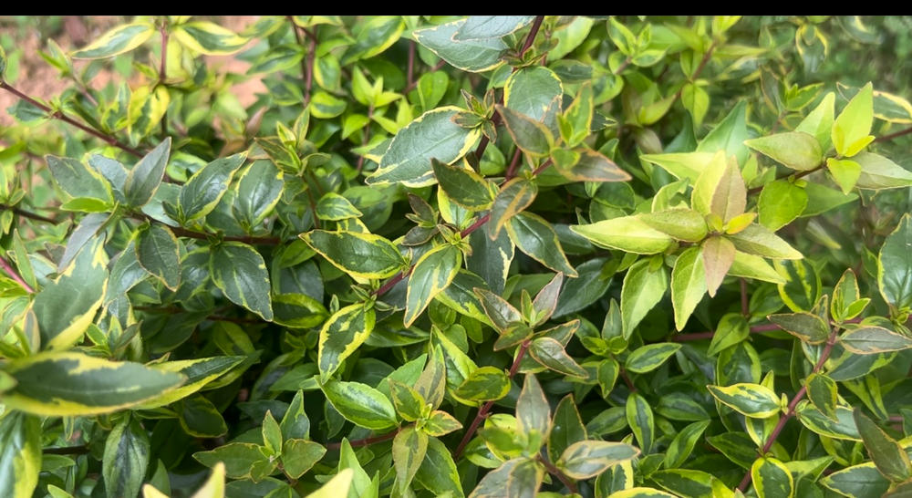 Abelia Kaleidoscope Shrub - Customer Photo From Amy Speaks