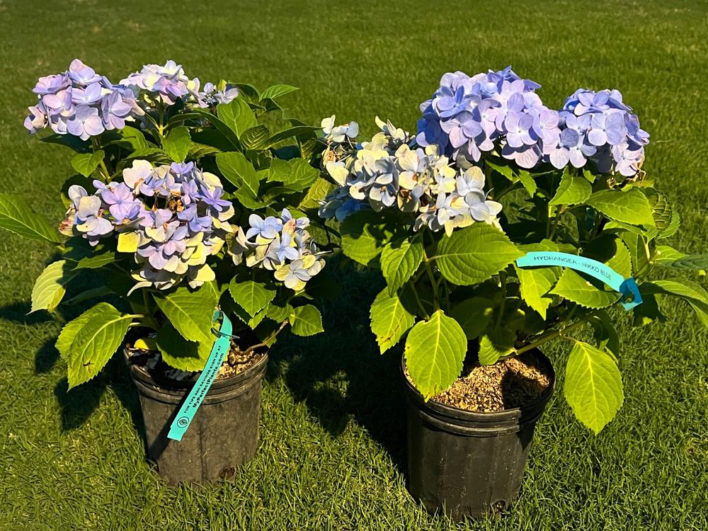 Nikko Blue Hydrangea Shrub - Customer Photo From Anonymous
