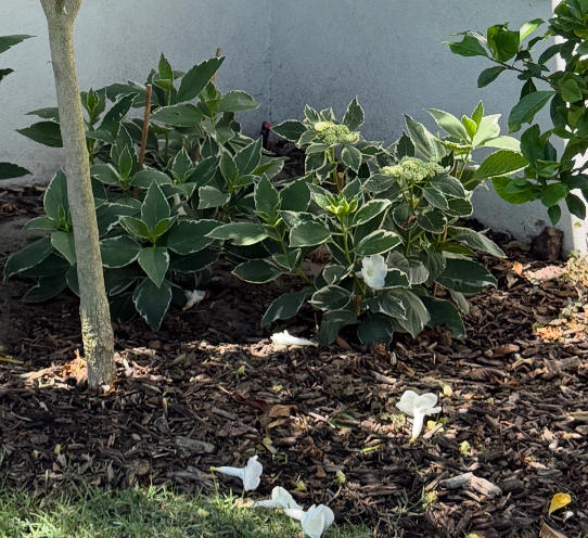 Variegated Hydrangea Macrophylla Bush - Customer Photo From Stella Lappin