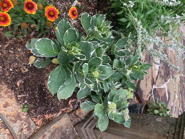 Variegated Hydrangea Macrophylla Bush - Customer Photo From Anonymous