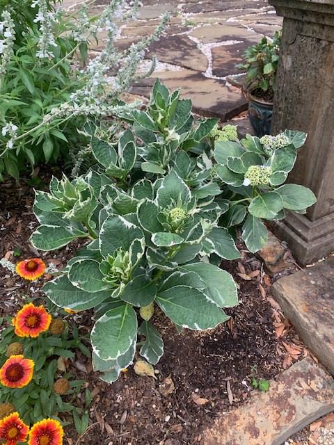 Variegated Hydrangea Macrophylla Bush - Customer Photo From Anonymous