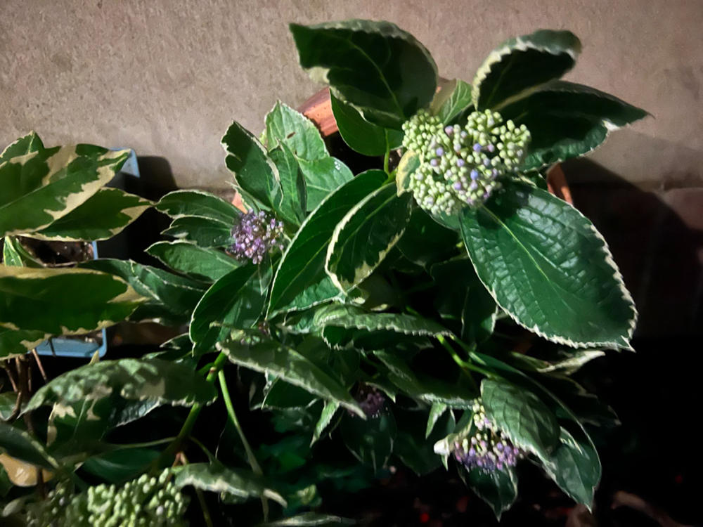 Variegated Hydrangea Macrophylla Bush - Customer Photo From Ivanka Tolan