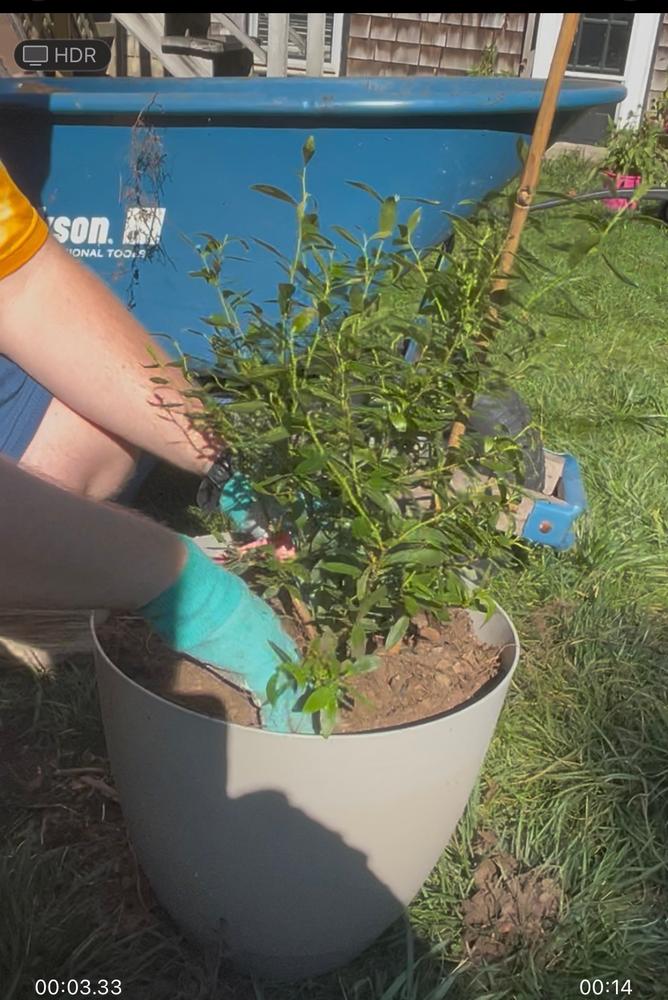 Pink Lemonade Blueberry Bush - Customer Photo From Kaleigh