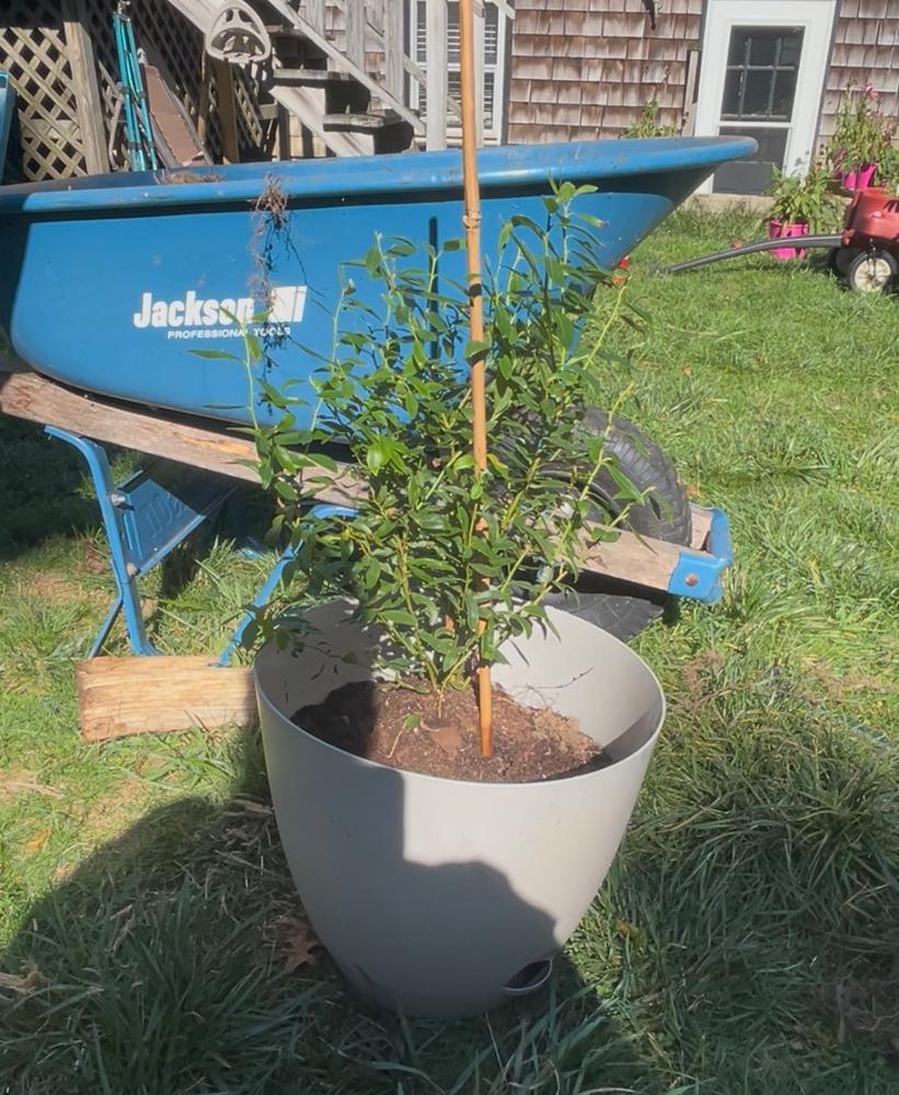 Pink Lemonade Blueberry Bush - Customer Photo From Kaleigh