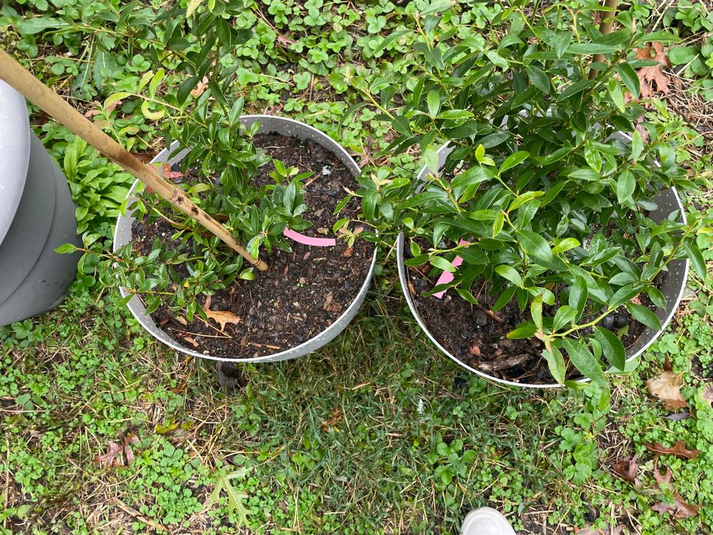 Pink Lemonade Blueberry Bush - Customer Photo From Kaleigh