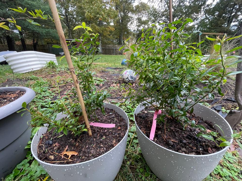 Pink Lemonade Blueberry Bush - Customer Photo From Kaleigh