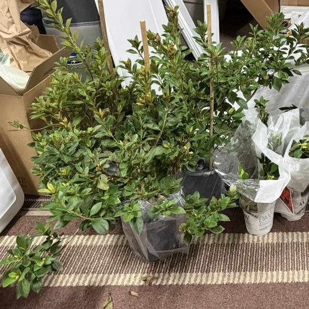 Red Formosa Azalea Shrub - Customer Photo From Sandra Goodrich