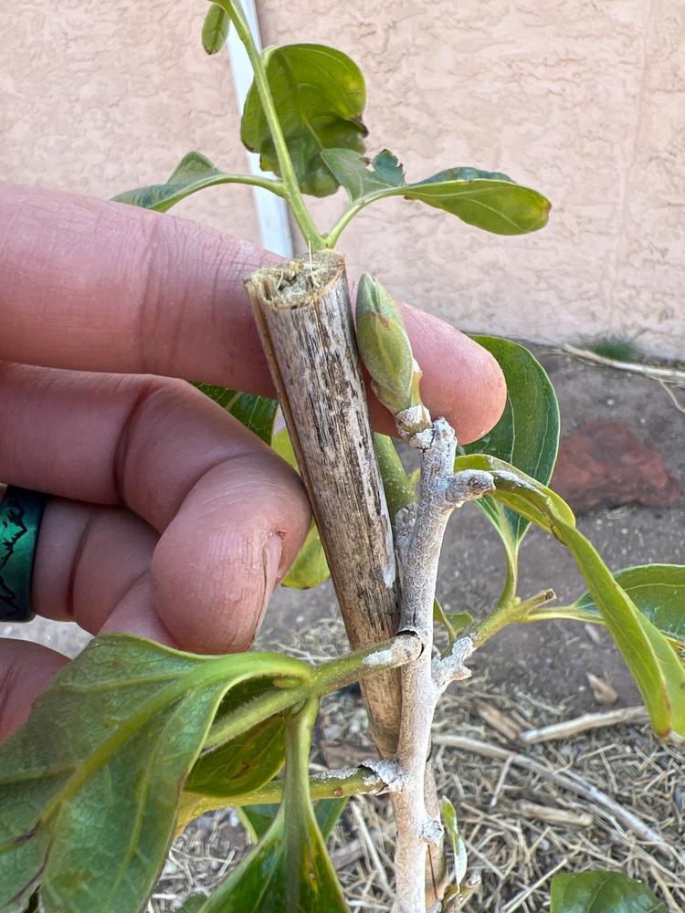 Giombo Persimmon Tree - Customer Photo From Will Wooten