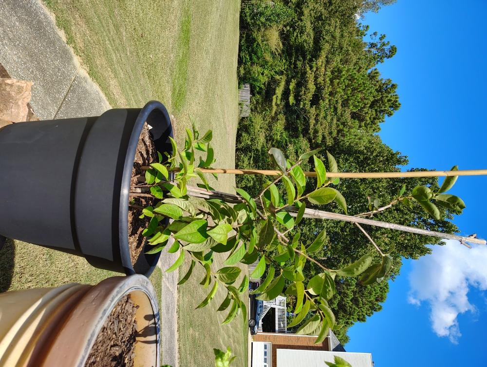 Giombo Persimmon Tree - Customer Photo From Anonymous