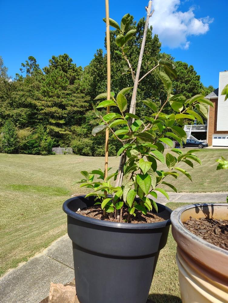 Giombo Persimmon Tree - Customer Photo From Anonymous