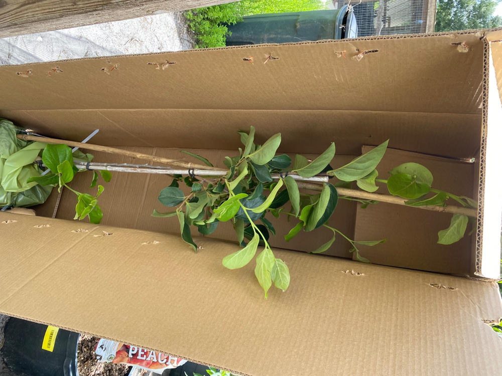 Chocolate Persimmon Tree - Customer Photo From Anonymous