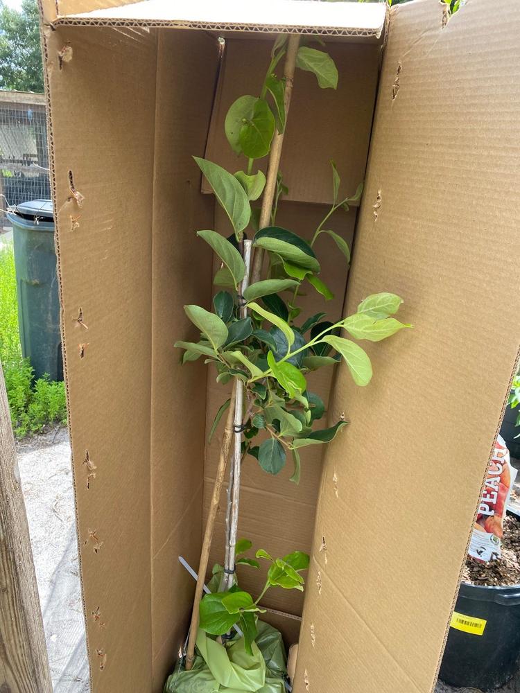 Chocolate Persimmon Tree - Customer Photo From Anonymous