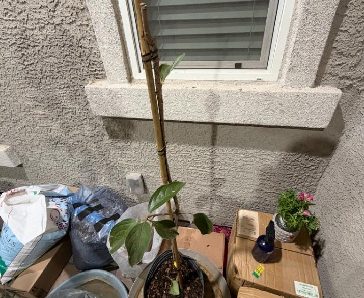 Maekawa Jiro Persimmon Tree - Customer Photo From James Johnson