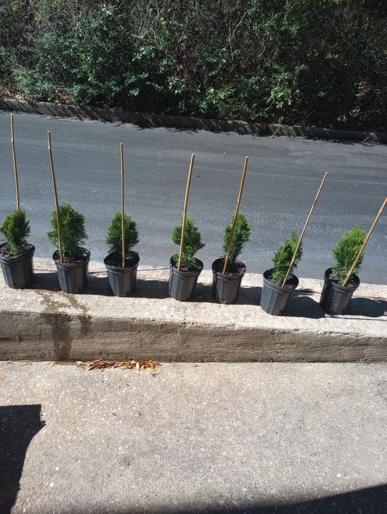 Emerald Green Arborvitae - Customer Photo From Anonymous