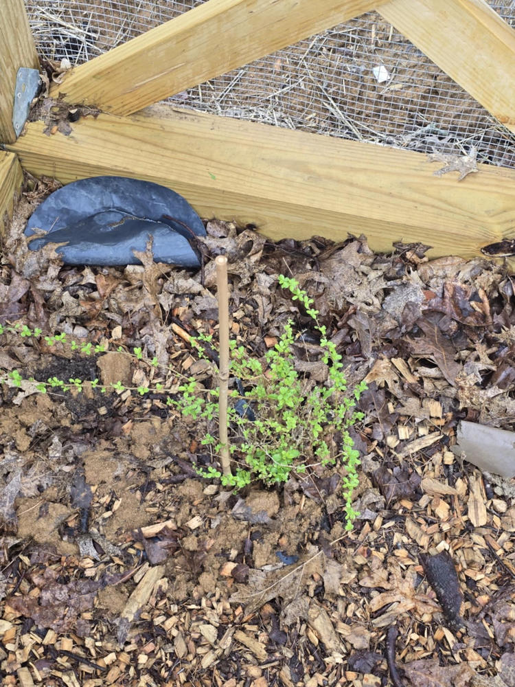 Goji Berry Plant - Customer Photo From Denny Goss