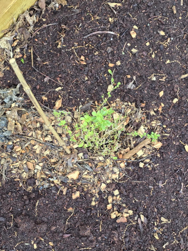 Goji Berry Plant - Customer Photo From Denny Goss