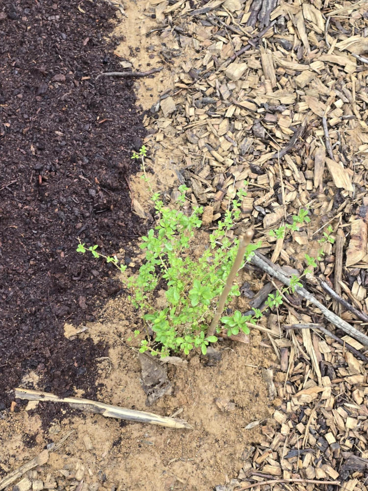 Goji Berry Plant - Customer Photo From Denny Goss