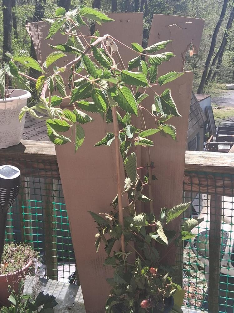 Prime Ark® Traveler Blackberry Bush - Customer Photo From James Moyer