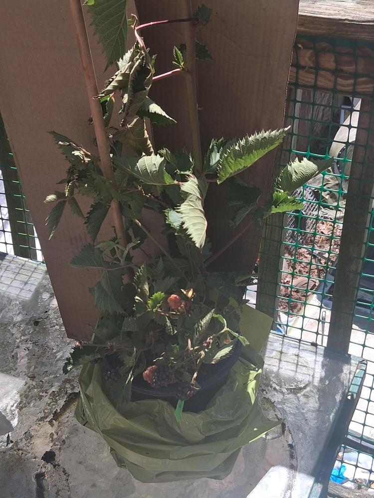 Prime Ark® Traveler Blackberry Bush - Customer Photo From James Moyer