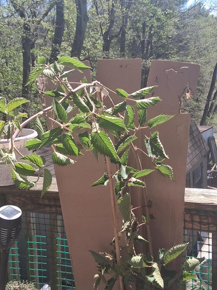 Prime Ark® Traveler Blackberry Bush - Customer Photo From James Moyer