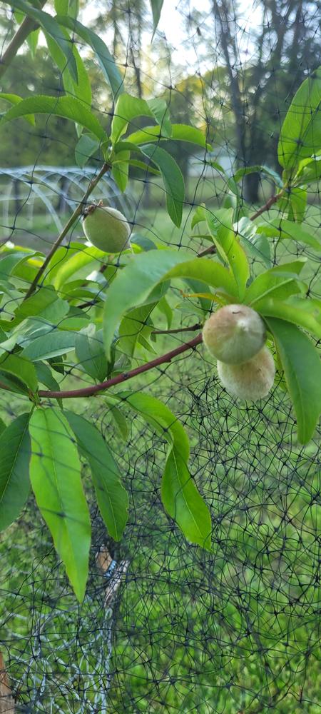 Red Haven Peach Tree - Customer Photo From Pam