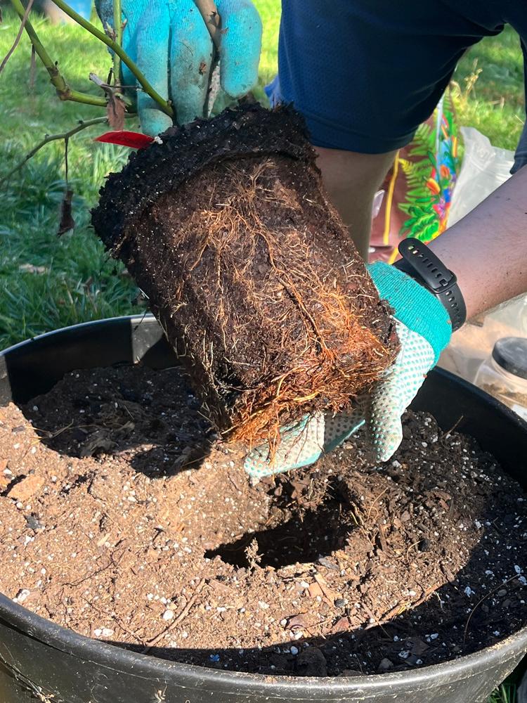 Thornless Big Daddy Blackberry Bush - Customer Photo From Kaleigh