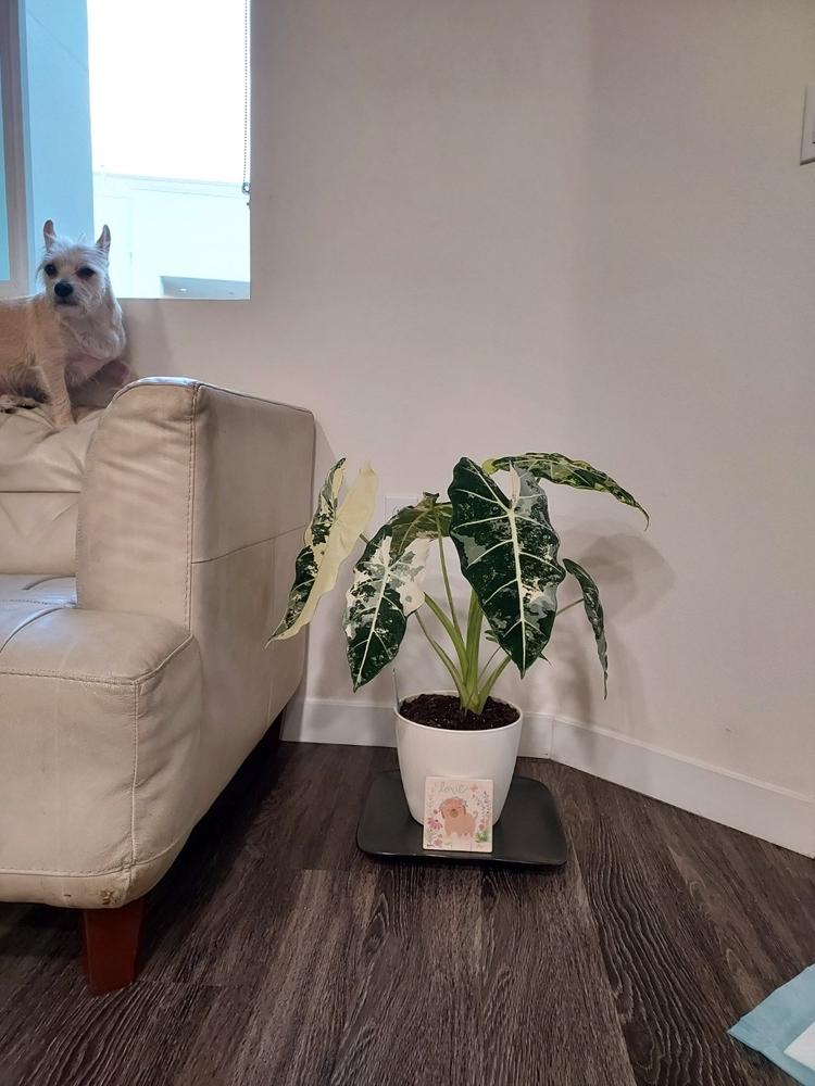 Alocasia Fertilizer Mist - Customer Photo From Anonymous