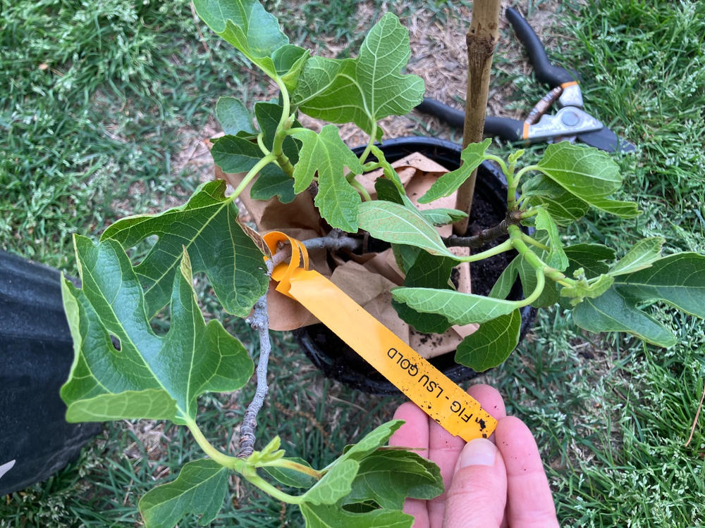 LSU Gold Fig Tree - Customer Photo From Learlin LeJeune