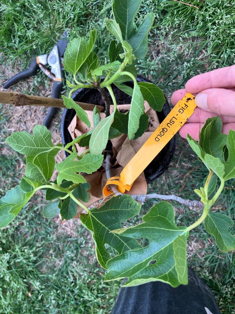 LSU Gold Fig Tree - Customer Photo From Learlin LeJeune