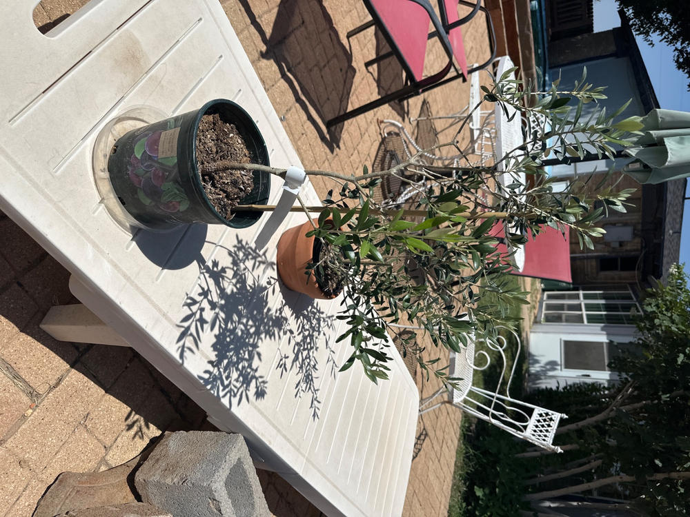 Liquid Fertilizer for Olive Trees - Customer Photo From Conrad Coleman