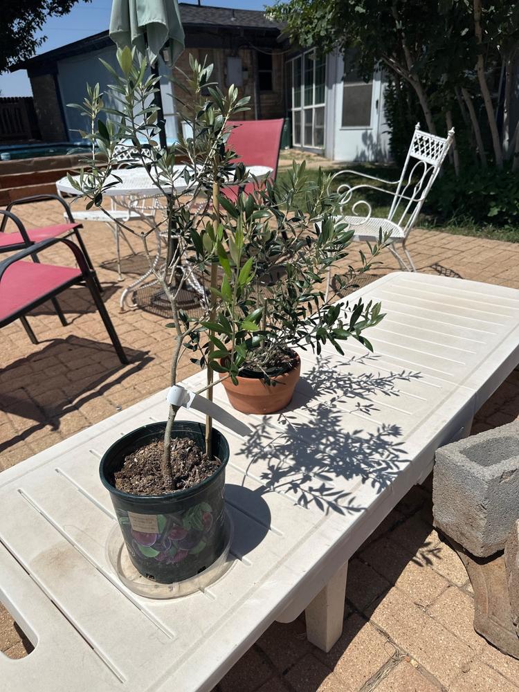 Liquid Fertilizer for Olive Trees - Customer Photo From Conrad Coleman