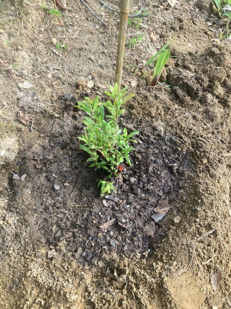 Afganski Pomegranate Tree - Customer Photo From James Grant