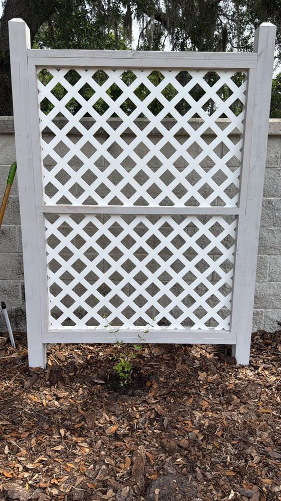 Coral Honeysuckle - Customer Photo From Mary Ireland