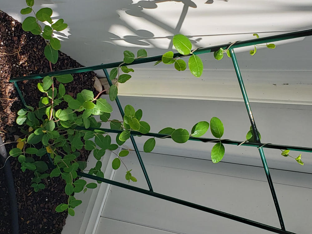 Coral Honeysuckle - Customer Photo From Sharon A. Allen