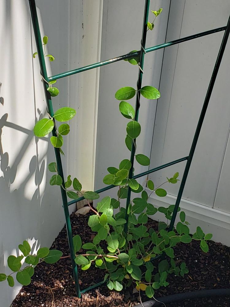 Coral Honeysuckle - Customer Photo From Sharon A. Allen
