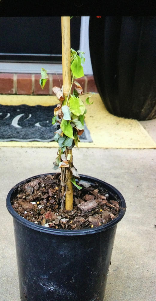 Coral Honeysuckle - Customer Photo From Anonymous