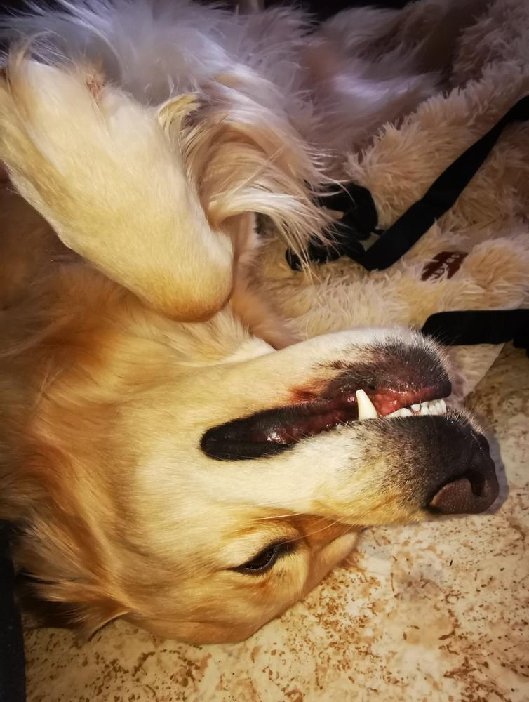 Pelsbarn Beroligende Bilseng til Hund - Customer Photo From Hanne Hammeren