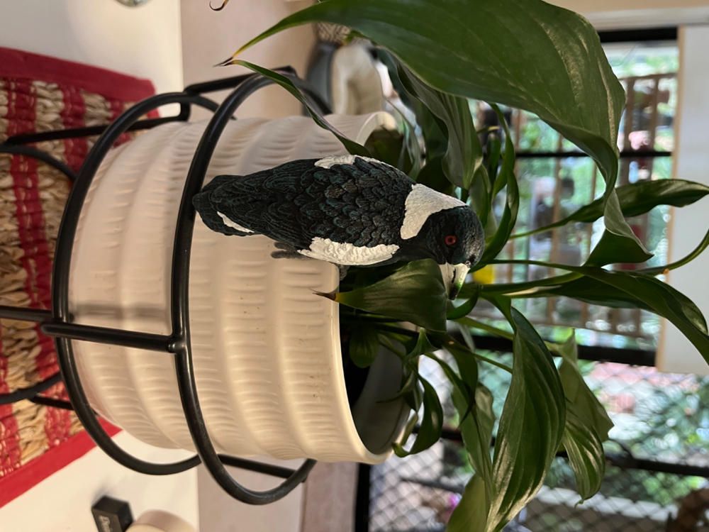 Magpie Pot Sitter - Customer Photo From Enid Bamforth