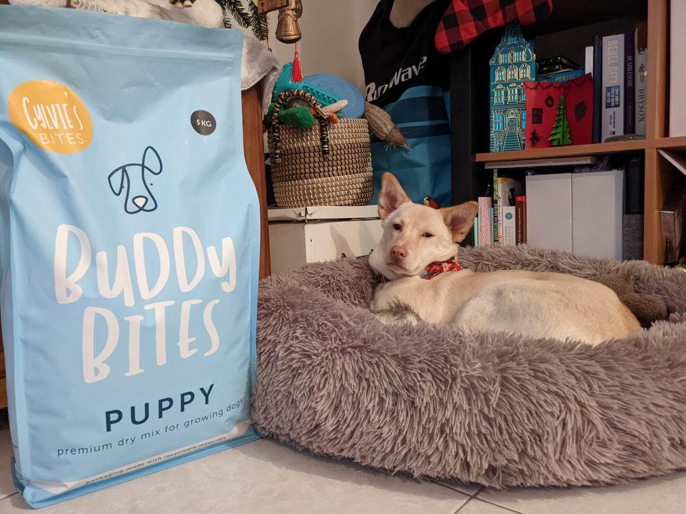 Buddy Bites Puppy - Customer Photo From Rebecca Bushell