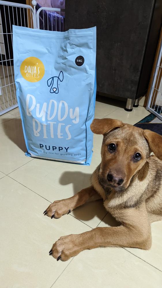 Buddy Bites Puppy - Customer Photo From Mohnish Daryanani