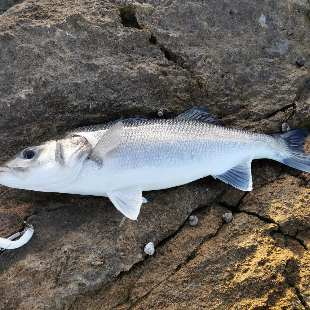 Tasline Elite White Pe 0,4-14,7 lb/6,7kg-300m-Ø 0,10mm - istintofishing