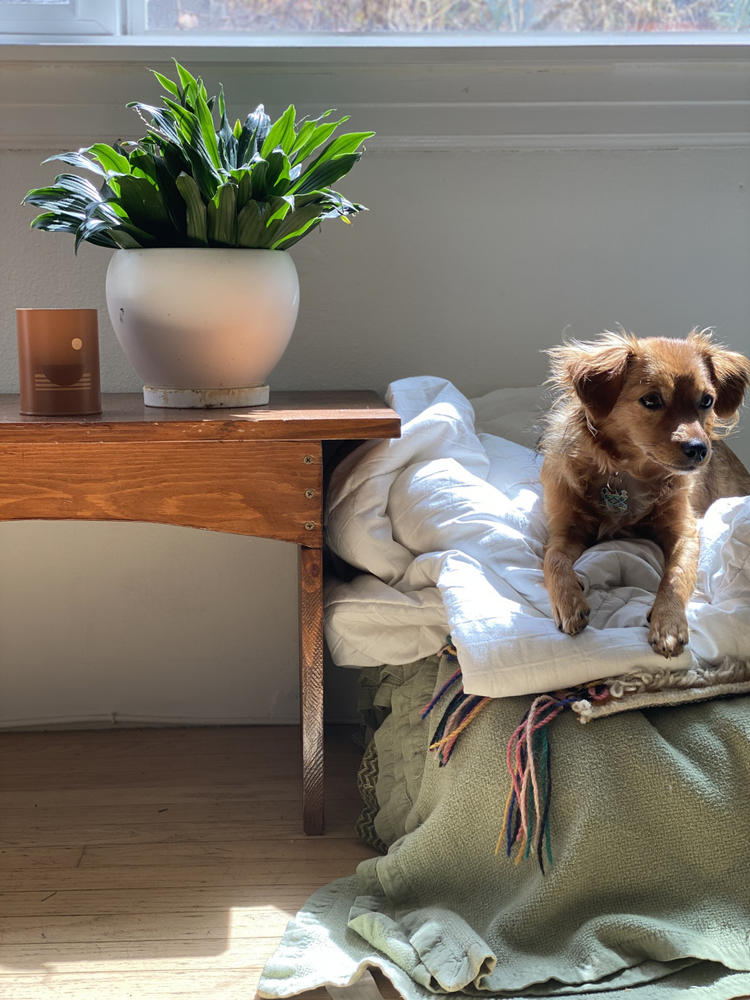 P.F. Candle Co. Golden Coast Classic Scented Incense Sticks Made in LA P. F. Candle Co.