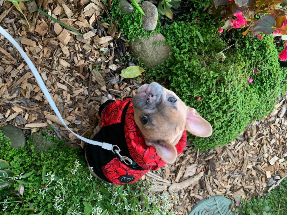 French Bulldog hoodie | Frenchie Clothing | Forest Sunrise - Customer Photo From SANDY R.