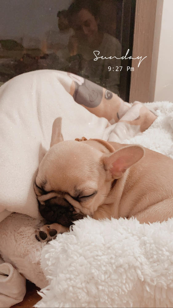 Французское одеяло | Французский магазин | Палевый французский бульдог — фото клиента от Александры Бруно