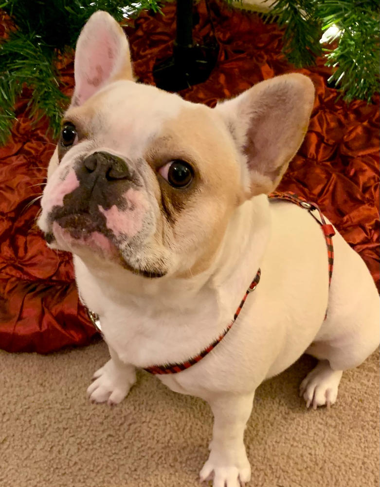 Frenchiestore Adjustable Pet Health Harness | Red Buffalo Plaid - Customer Photo From Kristi Russell