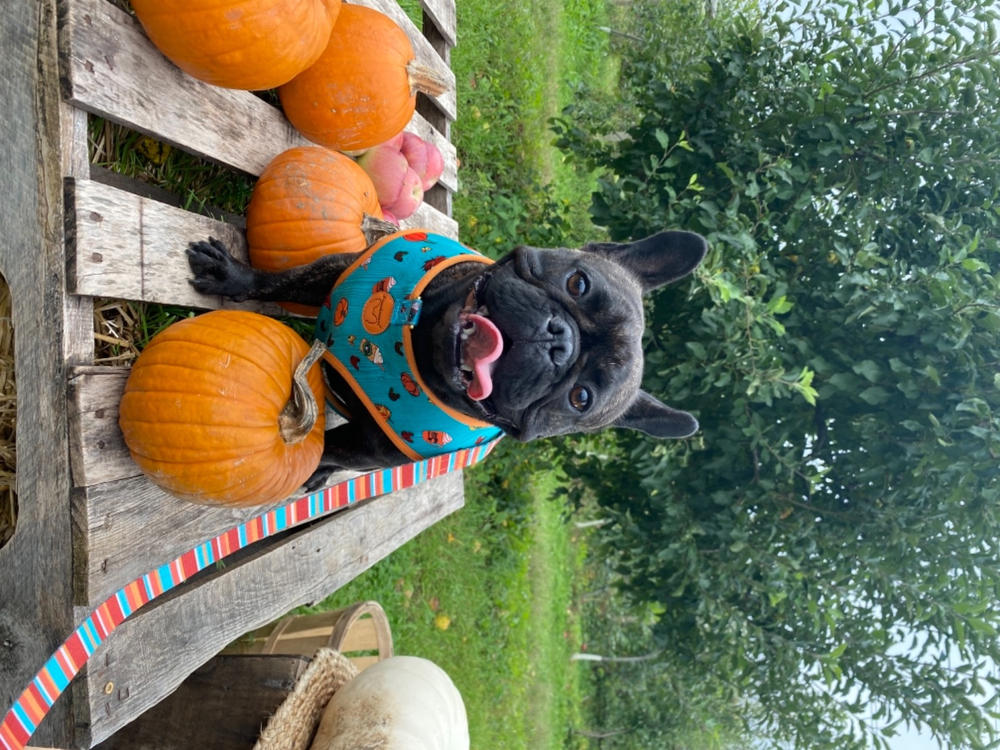 Frenchiestore Luxury Leash | Pumpkin Spice Pupcup - Customer Photo From Stefanie D.
