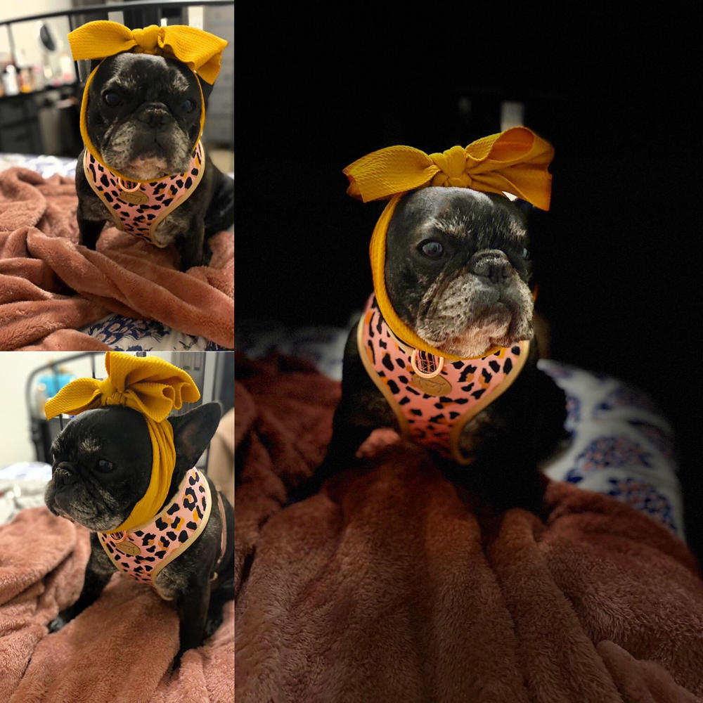 Frenchiestore Pet Head Bow | Mustard - Customer Photo From Anne E.